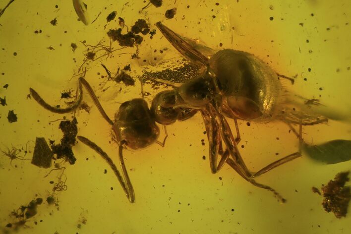 Fossil Ant (Formicidae) In Baltic Amber #81723